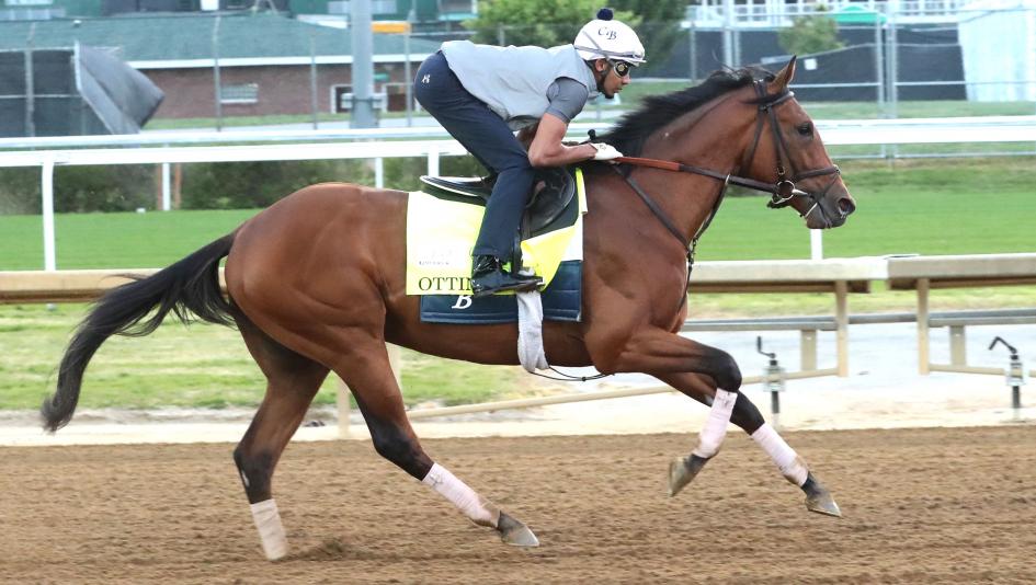 Ottinho, Preakness Stakes, Laurel Park, Triple Crown, horse racing, America's Best Racing, ABR